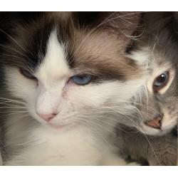 Prachtige Ragdoll kittens