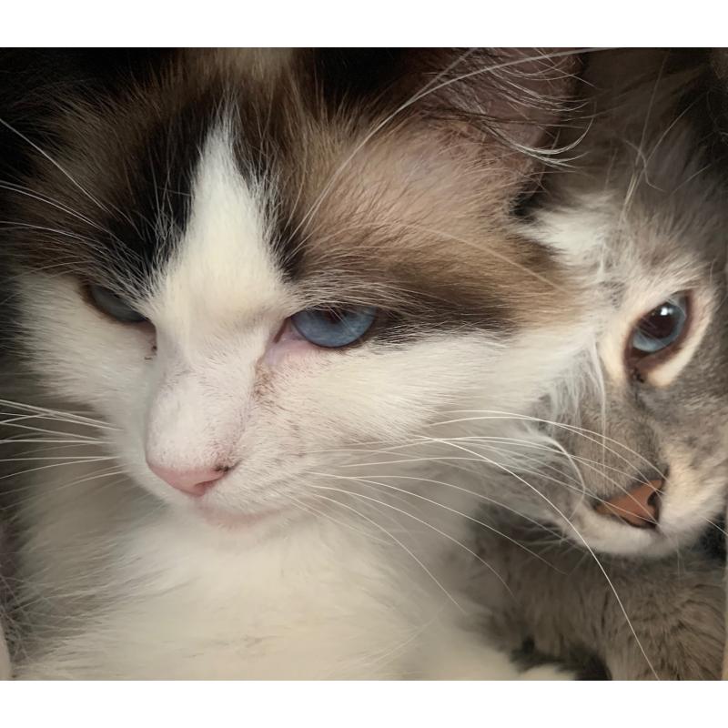 Prachtige Ragdoll kittens