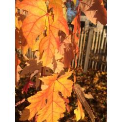 Acer Saccharinum - Zilveresdoorn