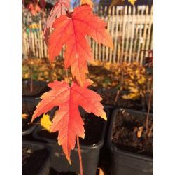 Acer Saccharinum - Zilveresdoorn