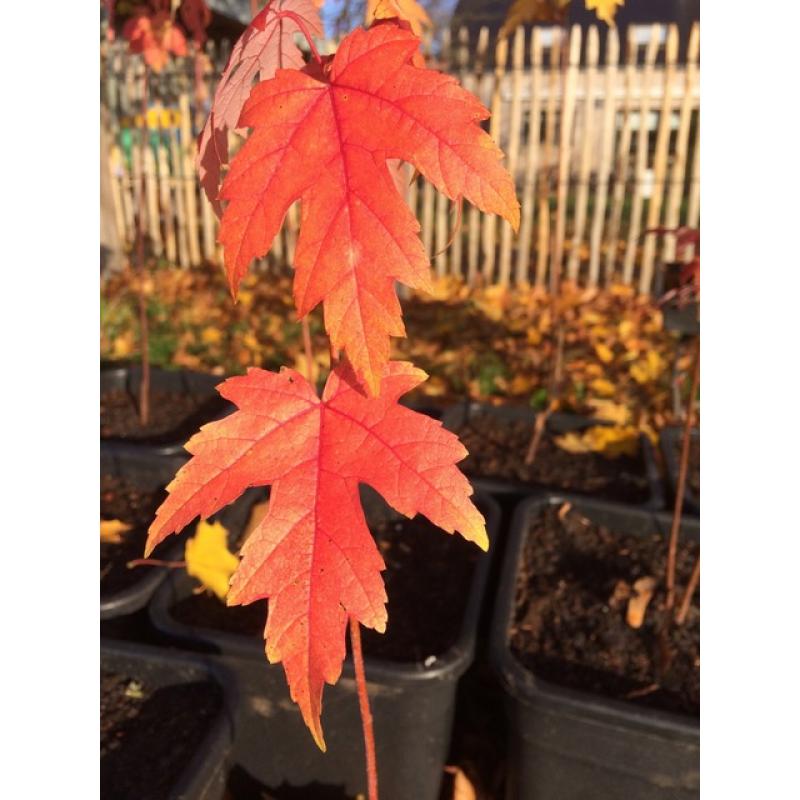 Acer Saccharinum - Zilveresdoorn