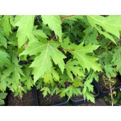 Acer Saccharinum - Zilveresdoorn