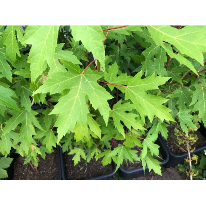 Acer Saccharinum - Zilveresdoorn