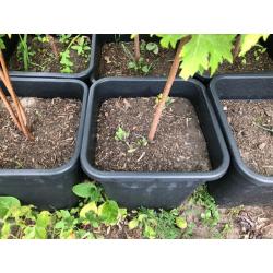 Acer Saccharinum - Zilveresdoorn