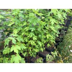 Acer Saccharinum - Zilveresdoorn