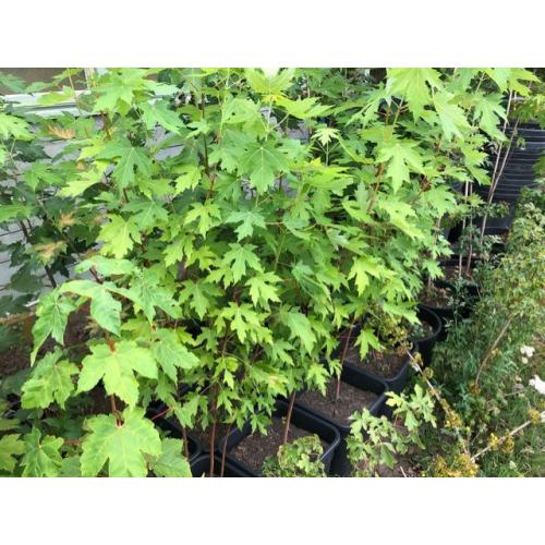 Acer Saccharinum - Zilveresdoorn