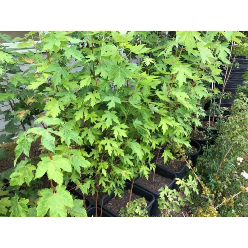 Acer Saccharinum - Zilveresdoorn