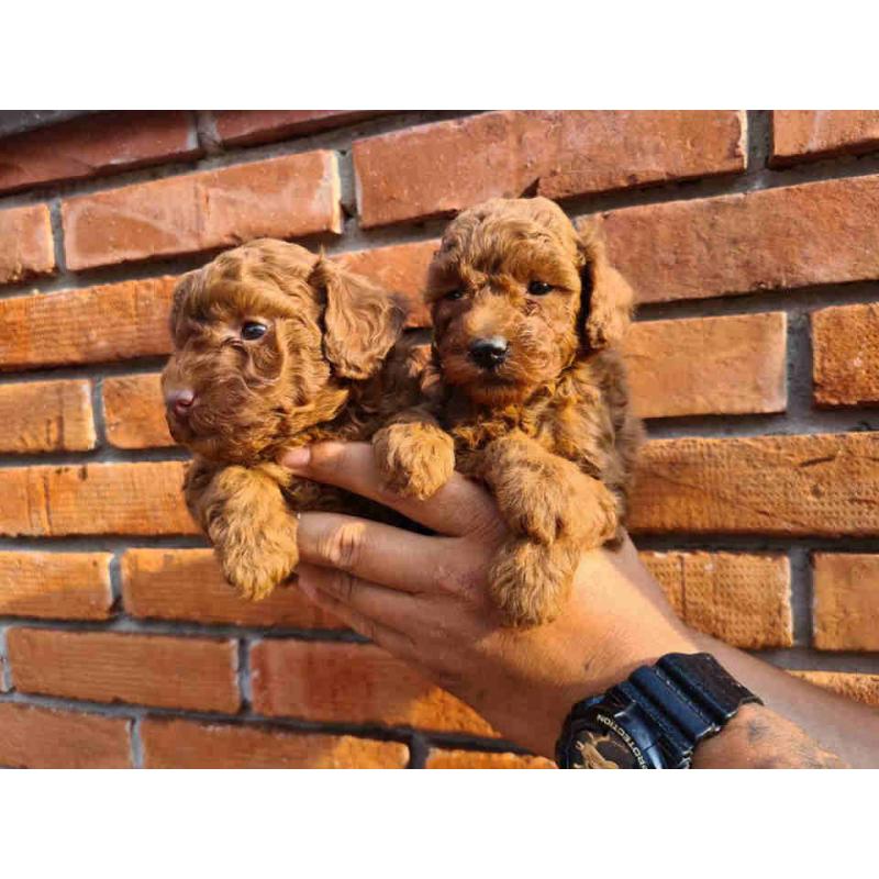 Toy Poedel-puppy's