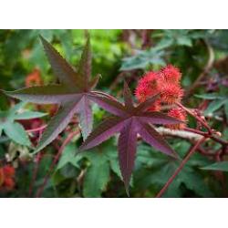 zaad wonderboom, ricinus communis