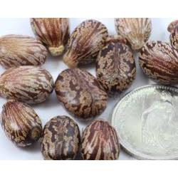 zaad wonderboom, ricinus communis