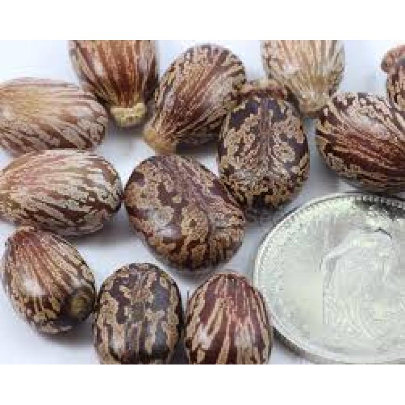 zaad wonderboom, ricinus communis