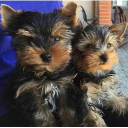 Purebred Yorkie puppies for adoption