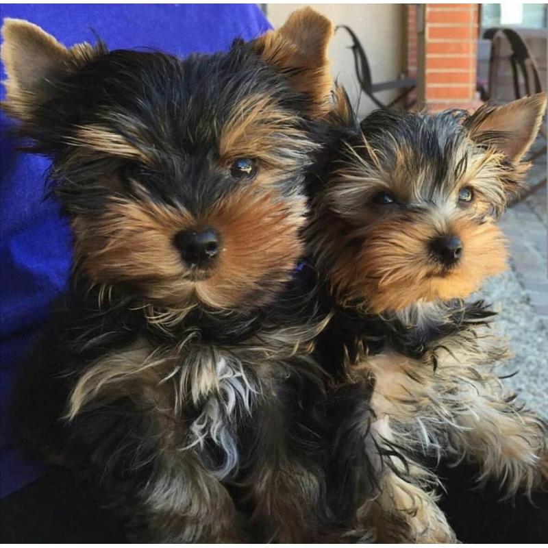 Purebred Yorkie puppies for adoption