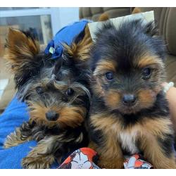 Purebred Yorkie puppies for adoption