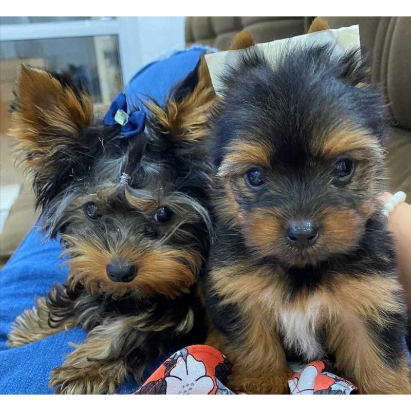 Purebred Yorkie puppies for adoption