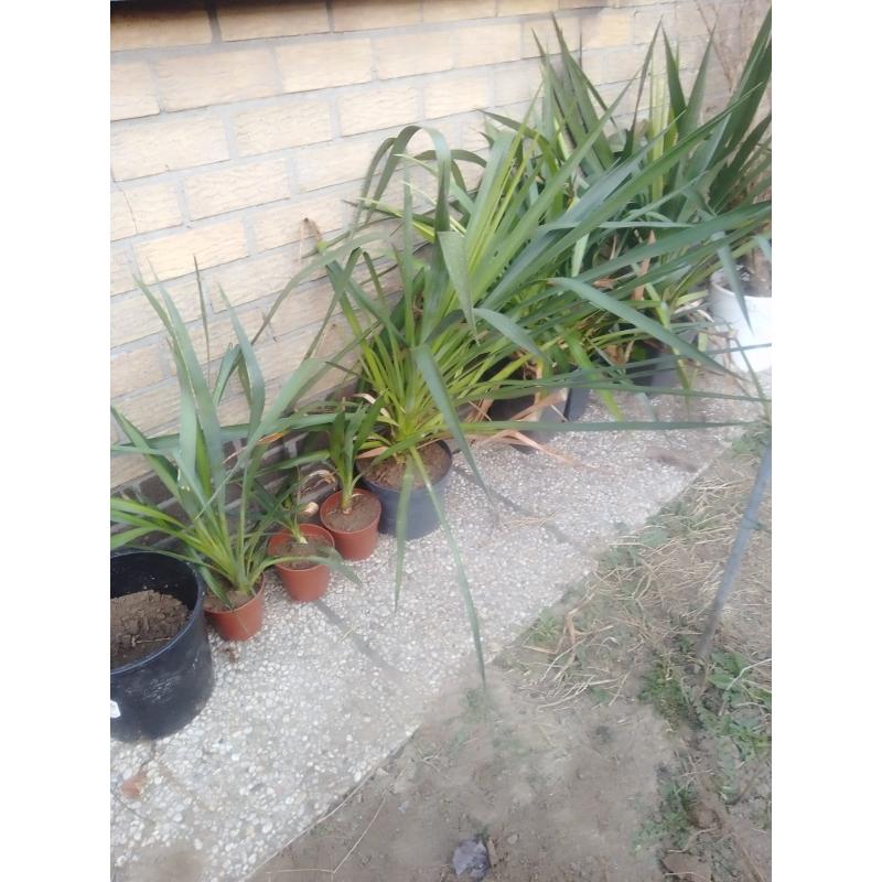 winterharde Yucca kleintjes vanaf 2€