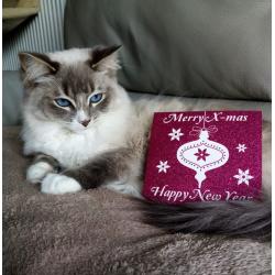 Prachtige Ragdoll kittens